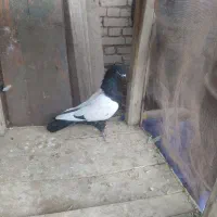 کبوتر|پرنده|آباده, |دیوار