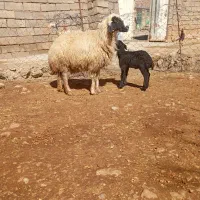 گوسفند|حیوانات مزرعه|بیرانوند, |دیوار