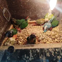 طوطی گرینچیک