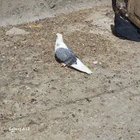 فروش فوری کبوتر|پرنده|جونقان, |دیوار