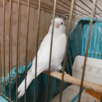 قناری ماده گلاستر اصیل