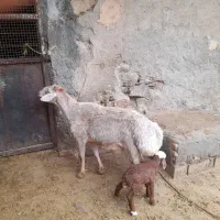 قوچ  چینی و مغان