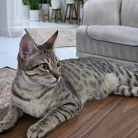 واگذاری گربه DSH|گربه|خرمشهر, |دیوار