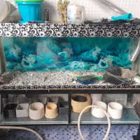 آکفاریون ماهی|ماهی|قزوین, |دیوار