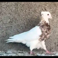 طوقی آجری|پرنده|برازجان, |دیوار