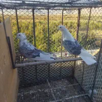 کبوتر|پرنده|بهارستان, |دیوار