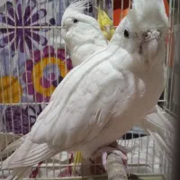 عروس هلندی البینو|پرنده|بیرجند, |دیوار