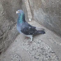 پرنده گرفتنی