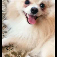 فروش سگ پامرانین روباهی 10 میلیون