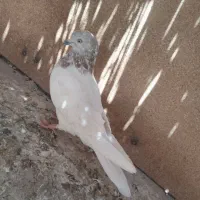 سلام دوستان