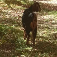 بزغاله|حیوانات مزرعه|پادنا علیا, |دیوار