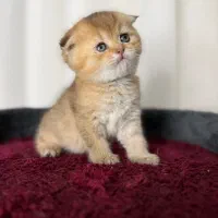 گربه کادو روز دختر به دختران عزیز