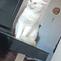 گربه نژاددارنر|گربه|گلبهار, شهر جدید گلبهار|دیوار