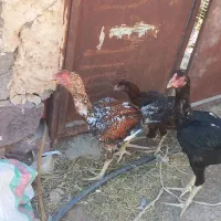 لاری|حیوانات مزرعه|قم, شهرک مهدیه (مدرس)|دیوار