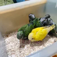 جوجه راهب سرلاکی
