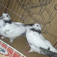 کفتر|پرنده|کهنوج, |دیوار