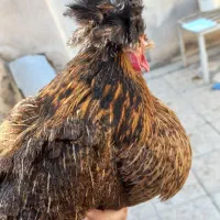 فروش خروس ریشو و نیمچه مرغ پاپر و مرغ محلی|حیوانات مزرعه|شیراز, تندگویان|دیوار