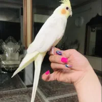 آلبینو .لوتینو .مرواریدی|پرنده|ری, ولی آباد|دیوار