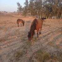 مادیون ۱۰ سال و کُره قاطر ماده