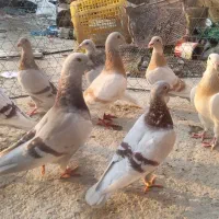 کبوتر