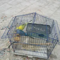 یک جفت مرغ عشق|پرنده|مینودشت, |دیوار