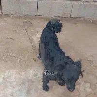 سه قلاده سگ|سگ|بم, |دیوار