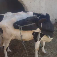 گاو خوب|حیوانات مزرعه|هیدوچ, |دیوار