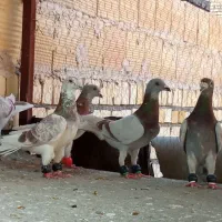 کفتر بوم قلدر آس