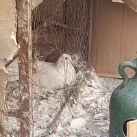 کبوتر|پرنده|سیرجان, |دیوار