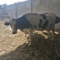 چندعدد گاو شکم اول دوم وسوم باگوساله