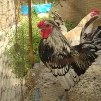 دو عدد خروس مینیاتوری