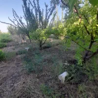 باغ-بزرگ-3750-متر-دارای-آب-برق-مجزا-معاوضه