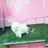 پامرانین اصیل پامر دوسرخرسی سایز صفر جشنواره