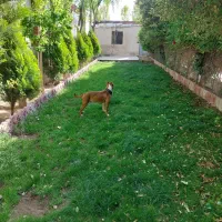 امریکن بولی ماده سایز ایکس لارج