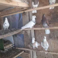 کفتر