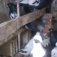 قیمت ۲۰۰۰۰۰|حیوانات|آبادان, |دیوار