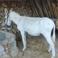 الاغ نر (خر نر)