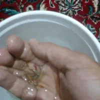 ماهی گوپی|ماهی|سیرجان, |دیوار