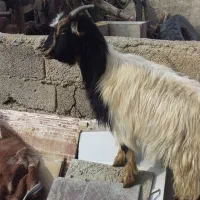 بزغاله شیرازی