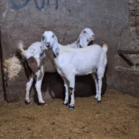 بز پاکستانی|حیوانات مزرعه|سردرود, |دیوار