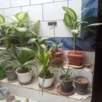 گل طبیعی از100به بالا|گل و گیاه طبیعی|لردگان, |دیوار