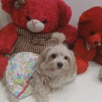 شیتزو تریر اصل|سگ|کرمانشاه, |دیوار