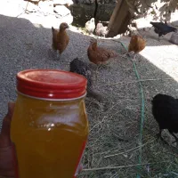 روغن مرغ وتازه خروس (بچه)