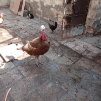 بوقلمون نر ویک خروس گلین عروس هلندی لوتینو|حیوانات مزرعه|خرمشهر, |دیوار