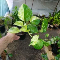 گل پتوس منجولا