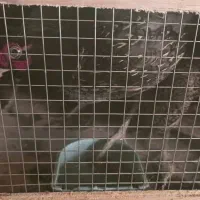 نرو ماده  قناری تازه جفت شده جوان