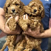 واگذاری پودل رنگ رد