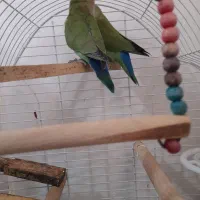 طوطی برزیلی|پرنده|تهران, شارق|دیوار