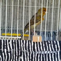 قناری دارچینی