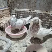شازده سرور.تهرانی.